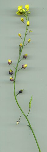Gephyraulus raphanistri
