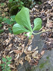 Trillium rugelii