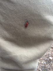 Dictyoptera aurora