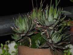 Haworthiopsis fasciata