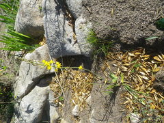 Bulbine cepacea