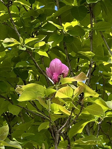 Foto de Magnólia