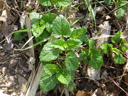 Melissa officinalis