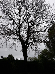 Fraxinus excelsior