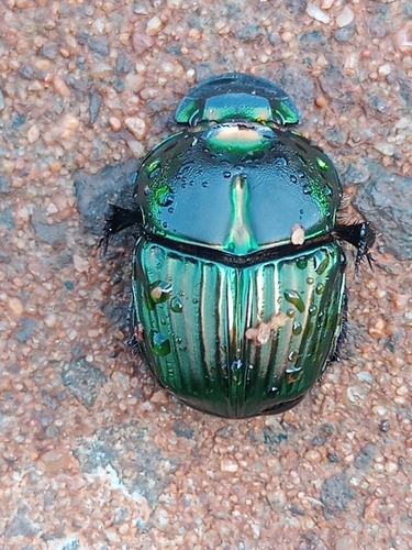 Sulcophanaeus menelas