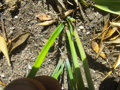 Bulbine cepacea
