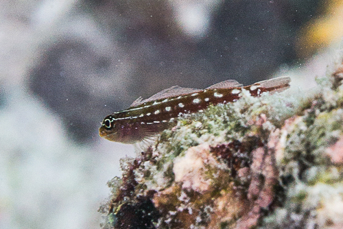 Maldives triplefin (Helcogramma maldivensis) — Tripterygiidae — 4