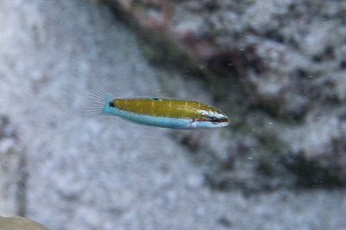 Moon Wrasse — seen at this dive site