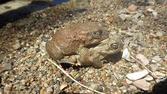 Anaxyrus microscaphus