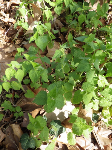 Image of Lamium flexuosum by (c) Pere Barnola, some rights reserved (CC BY-SA)