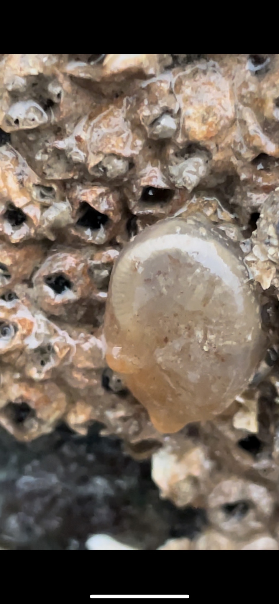 Corella eumyota Traustedt, 1882