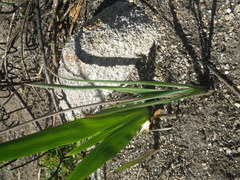 Bulbine cepacea