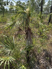 Coccothrinax argentata