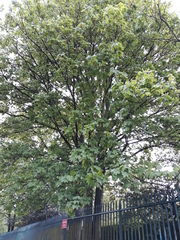 Acer pseudoplatanus