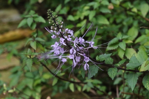 Image of Orthosiphon aristatus by no rights reserved