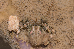 Pseudopaguristes monoporus