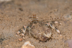Pseudopaguristes monoporus