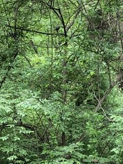 Dumetella carolinensis