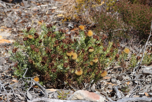 Image of Common Rockdaisy (Heterolepis aliena) by (c) Tony Rebelo, some rights reserved (CC BY-SA)