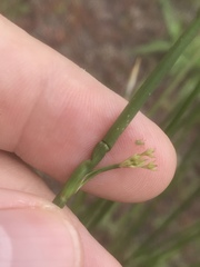 Juncus effusus solutus