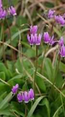 Primula frigida