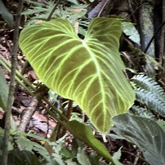 Philodendron verrucosum image