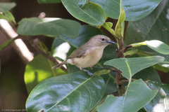 Gerygone magnirostris