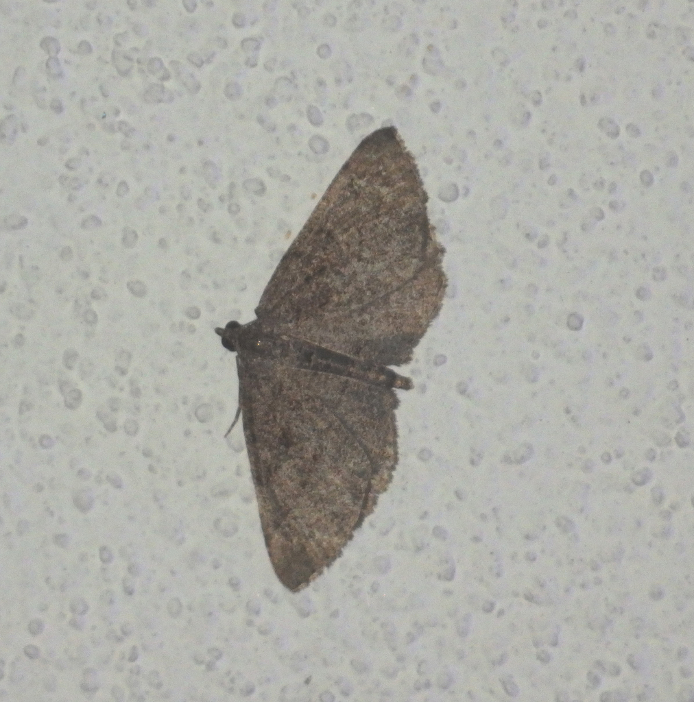 Rhoptria asperaria