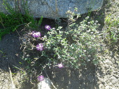 Lampranthus spiniformis