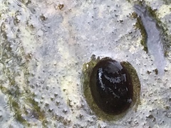 Ancylus fluviatilis