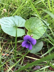 Viola sororia