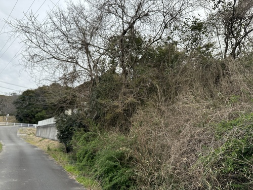 Japanese Bush Warbler (Horornis diphone), photo 10