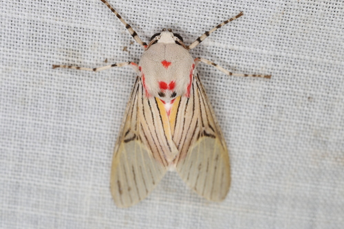 Idalus perlineosa