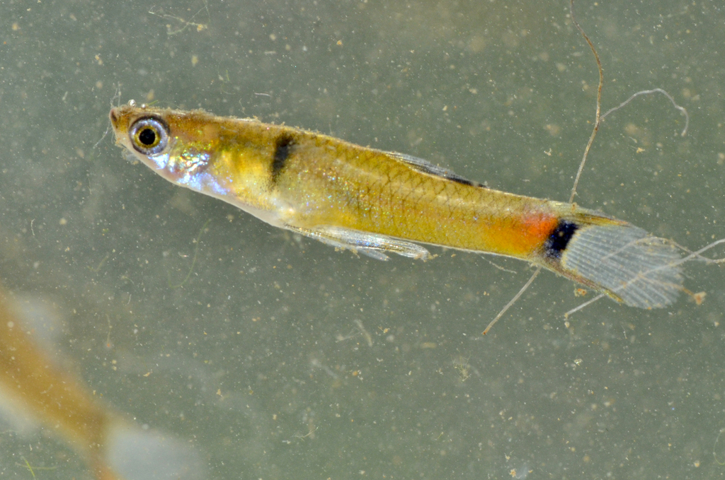 Amazon Guppy