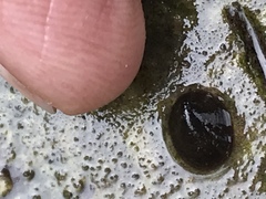 Ancylus fluviatilis