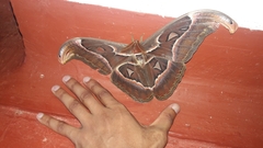 Attacus taprobanis