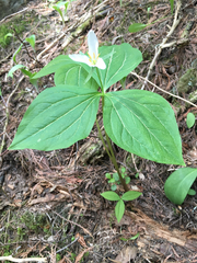 Trillium ovatum ovatum