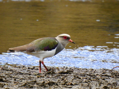 Andean Lapwing photo 3