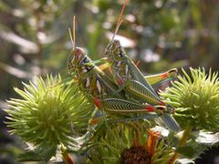 Hesperotettix viridis