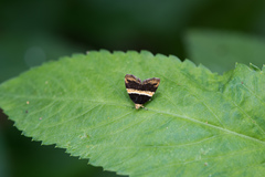 Choreutis basalis