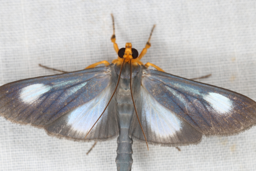 Omiodes seminitidalis