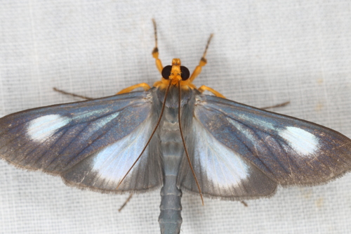 Omiodes seminitidalis