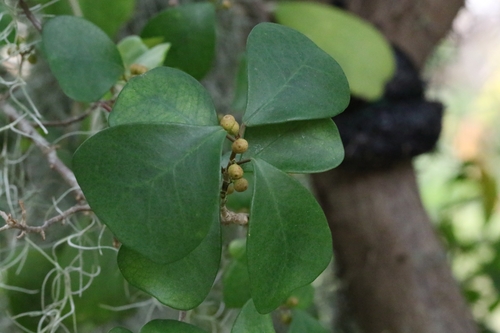 Ficus deltoidea, photograph 3