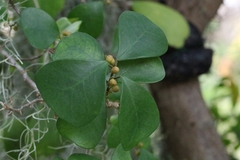 Ficus deltoidea, photograph author not stated, no rights reserved