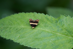 Choreutis basalis