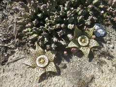 Orbea variegata