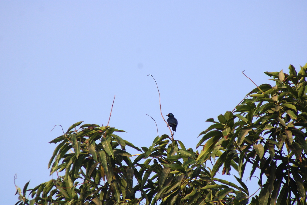 Bronze-tailed Starling from Bignona, Senegal on June 3, 2023 at 12:24 ...