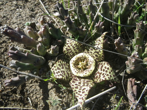 Orbea variegata (L.) Haw. 4