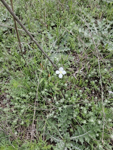 Oenothera tetraptera iNat (2)