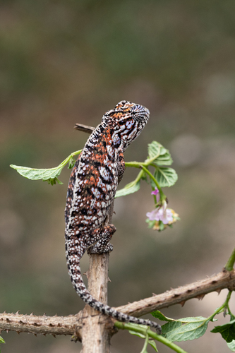 Carpet Chameleon